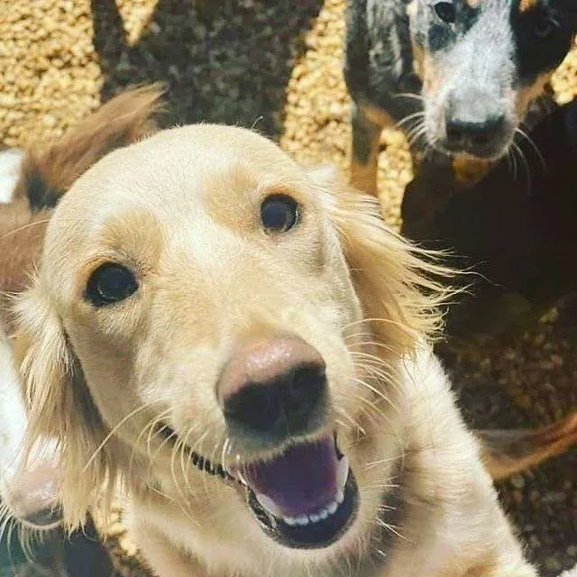 Smiling Golden Pup
